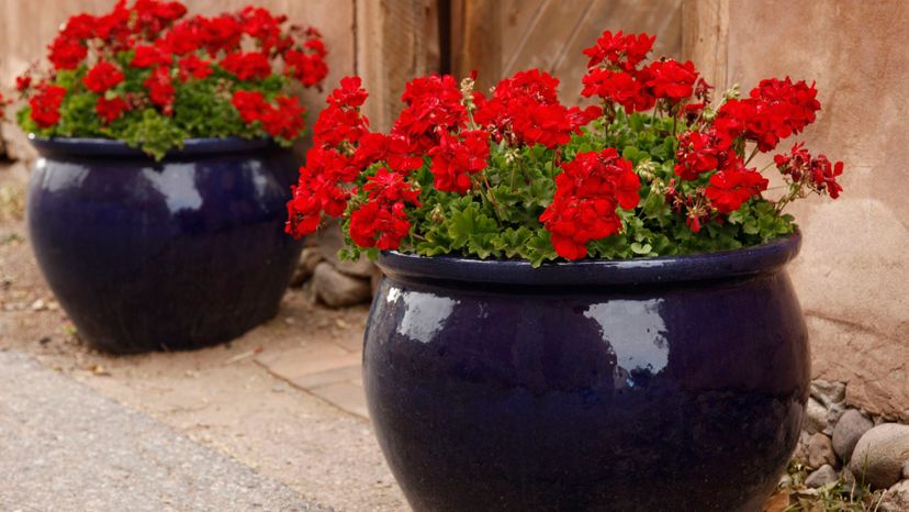 18 geraniums GettyImages-95613656