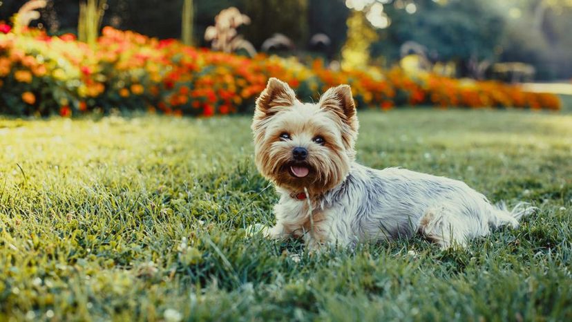 Yorkshire Terrier