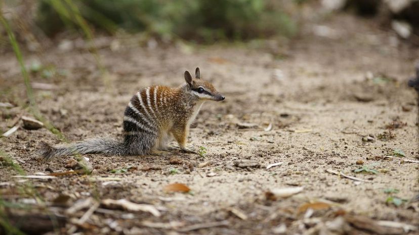 Numbat