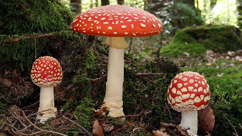 Fliegenpilz_fly_agaric_Amanita_muscaria