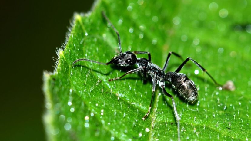 Little Black Ant