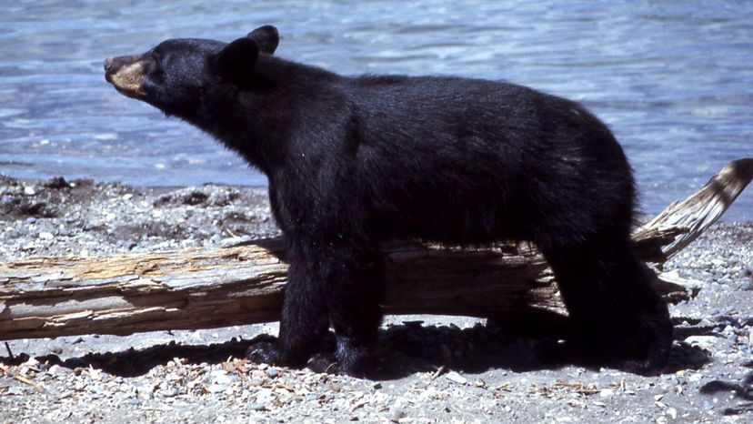 Black bear