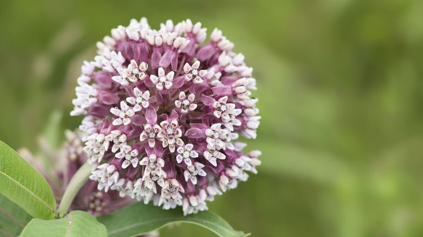 Milkweed