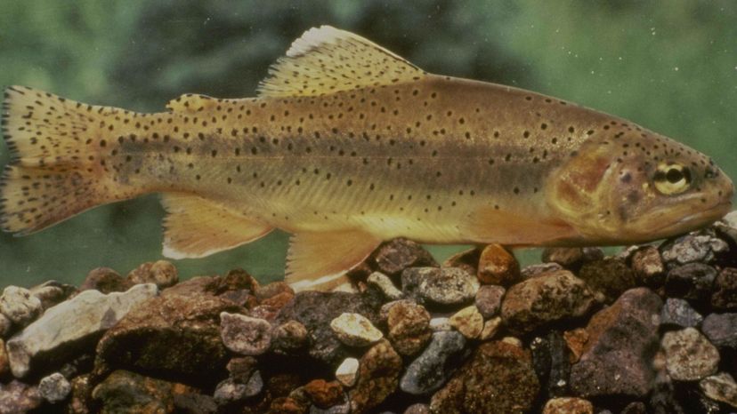 Apache Trout