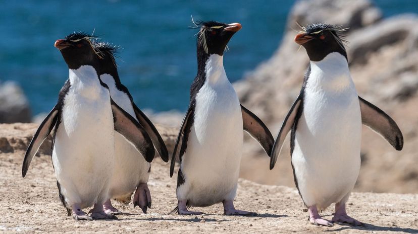 Q 35 Falkland Islands penguins