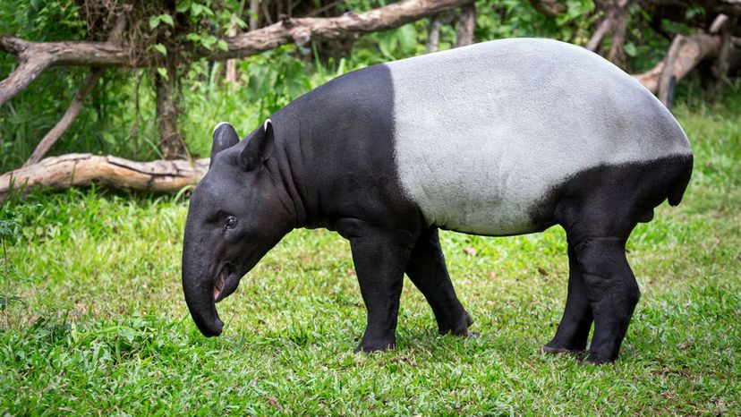 The Tapir