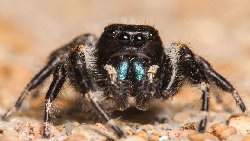 Johnson Jumping Spider