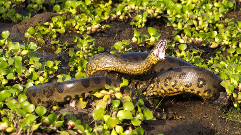 Green Anaconda