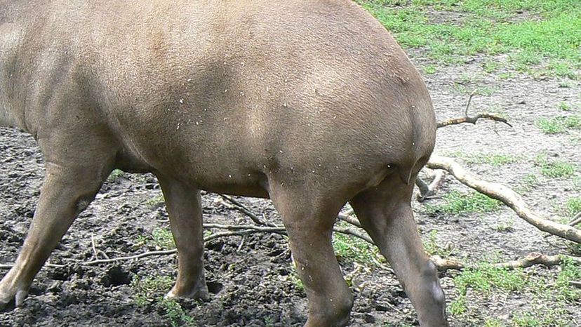 Brazilian_tapir