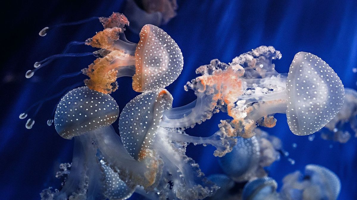 See If You Can Identify These Common Land and Sea Creatures! | Zoo