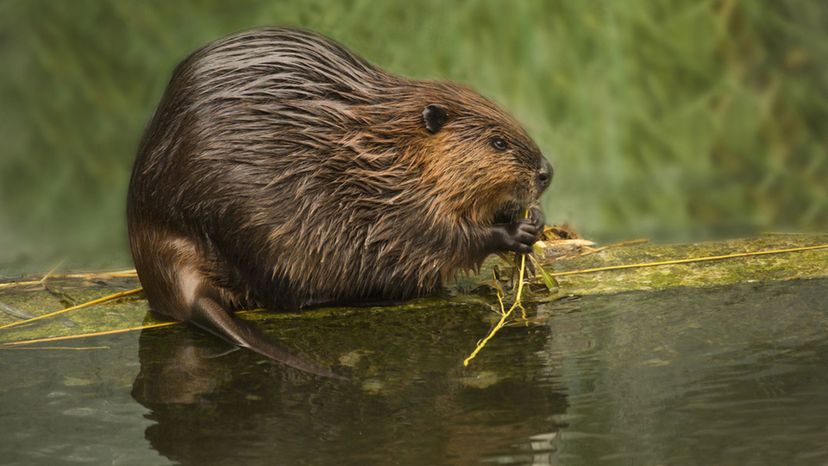 Eurasian beaver