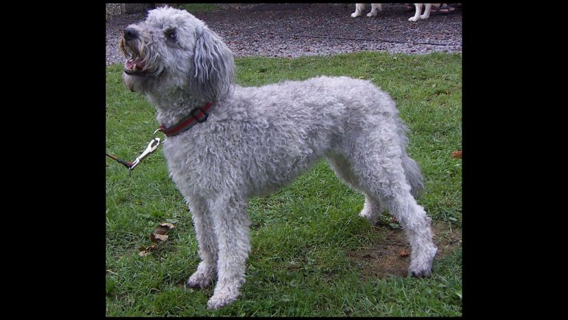 Pumi dog