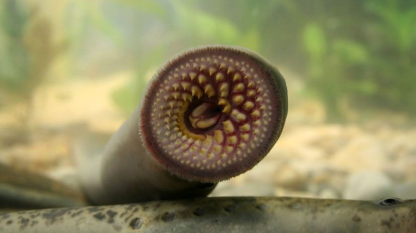 Lamprey