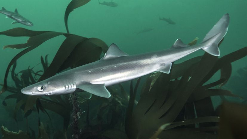 Spiny dogfish