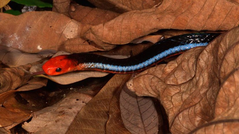 28 Blue coral snake