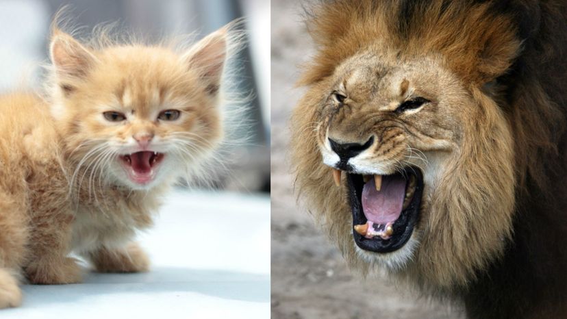 Are You a Fierce Lion or a Cuddly Kitten?