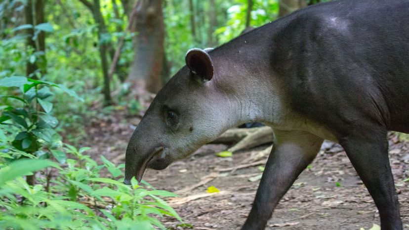 Mountain tapir