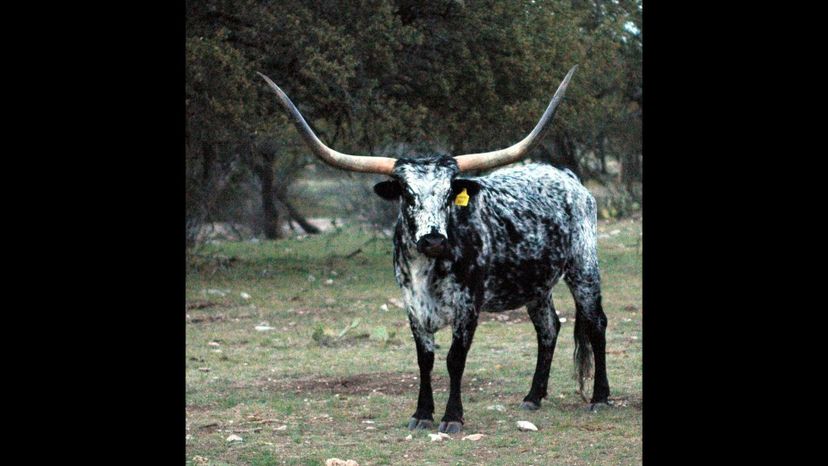 Texas Longhorn