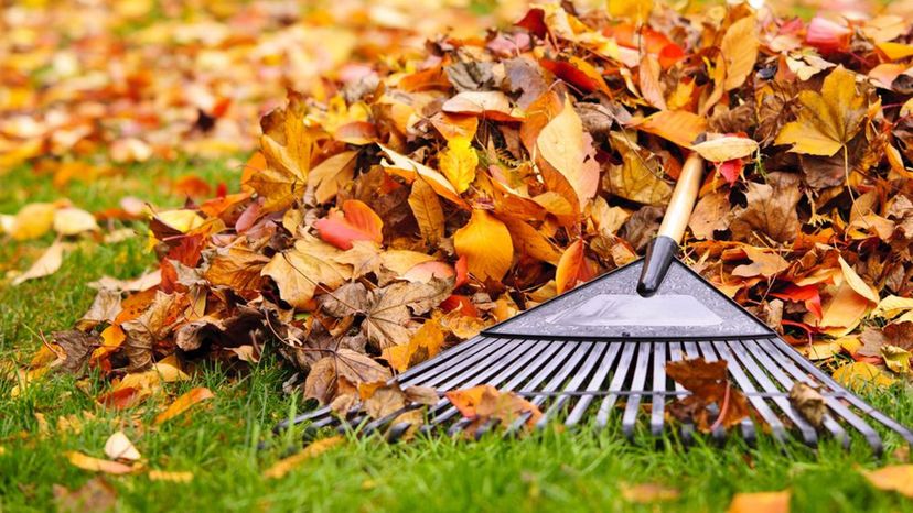 Leaf Rake