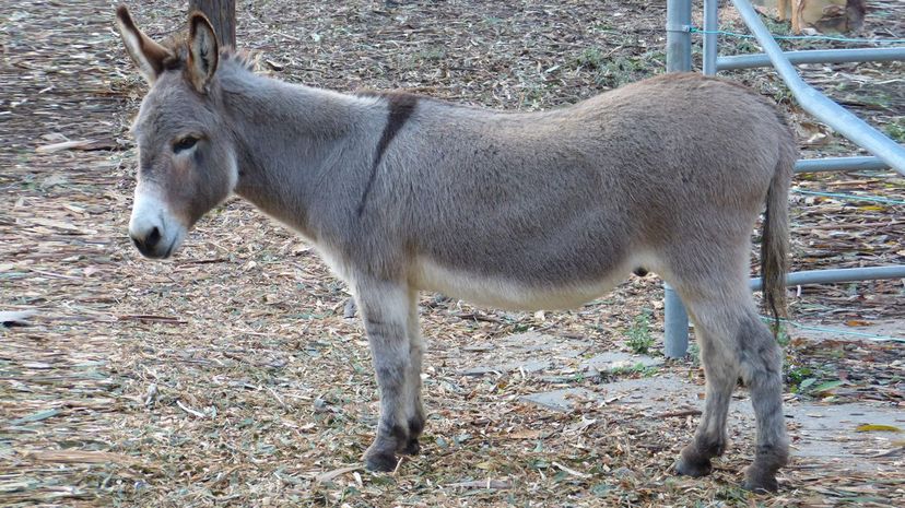 Miniature donkey