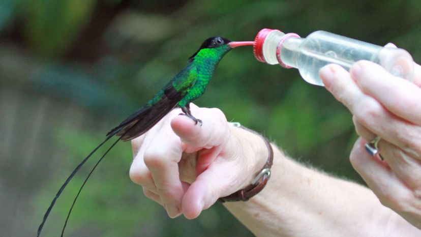 Red-Billed Streamertail