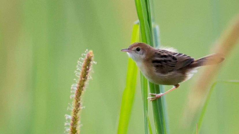 Golden Headed Cisticola