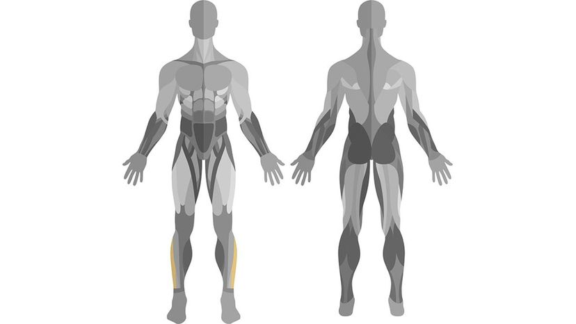 Peroneus Longus