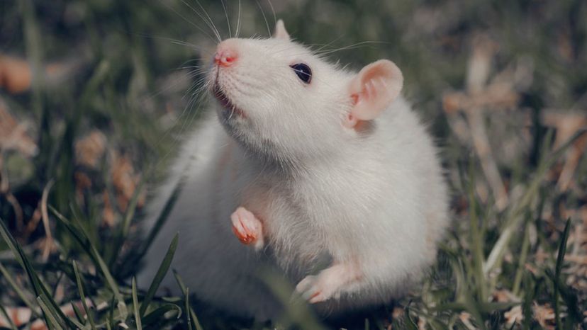 Rat