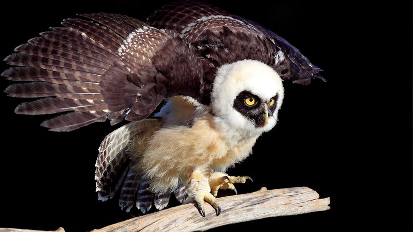 Spectacled Owl