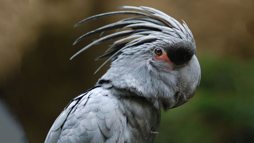 Palm Cockatoo