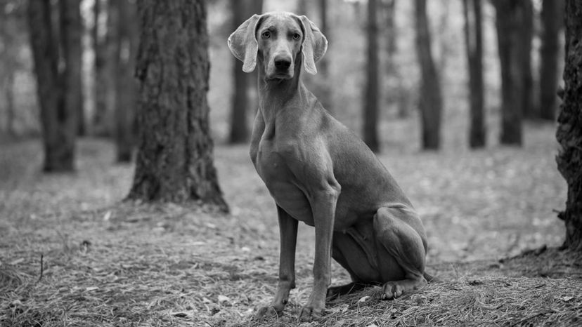 Weimaraner