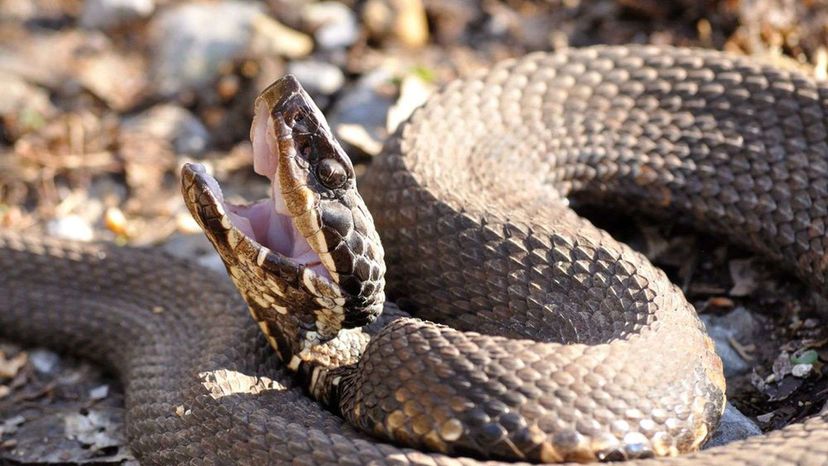 Cottonmouth Snake