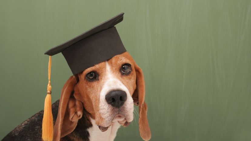 Dog grad