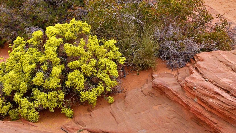sage brush