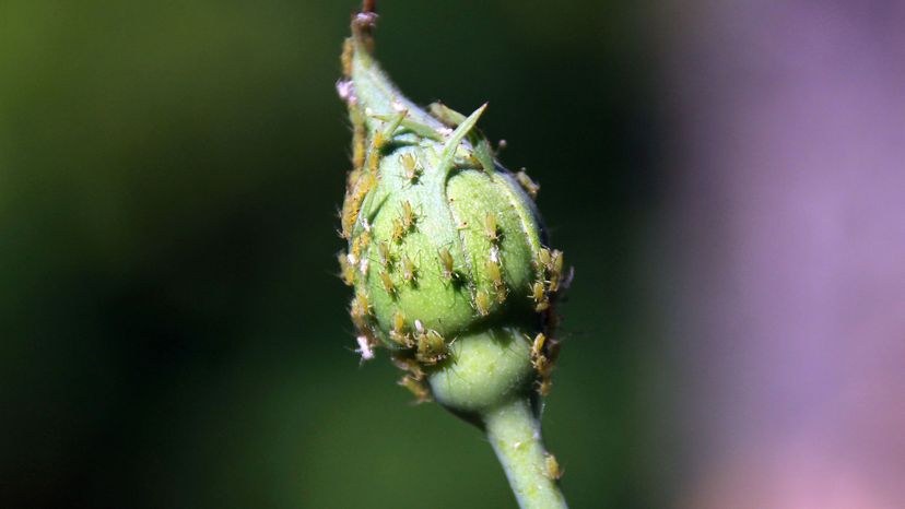 Aphids