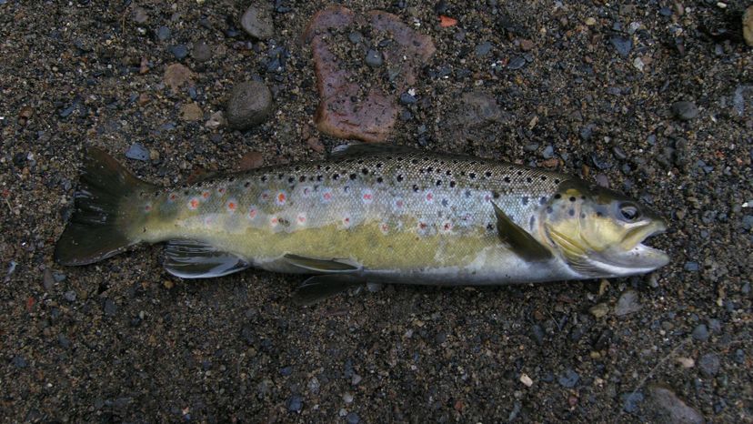 Brown trout