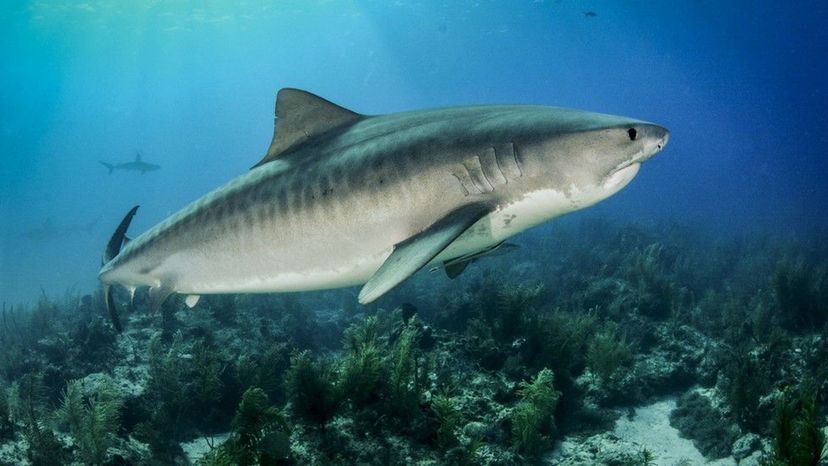 Tiger Shark