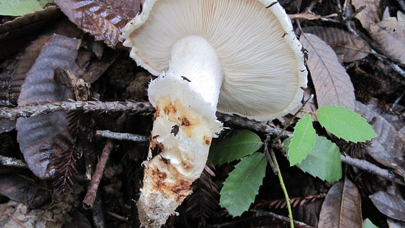 Tricholoma_magnivelare_126958