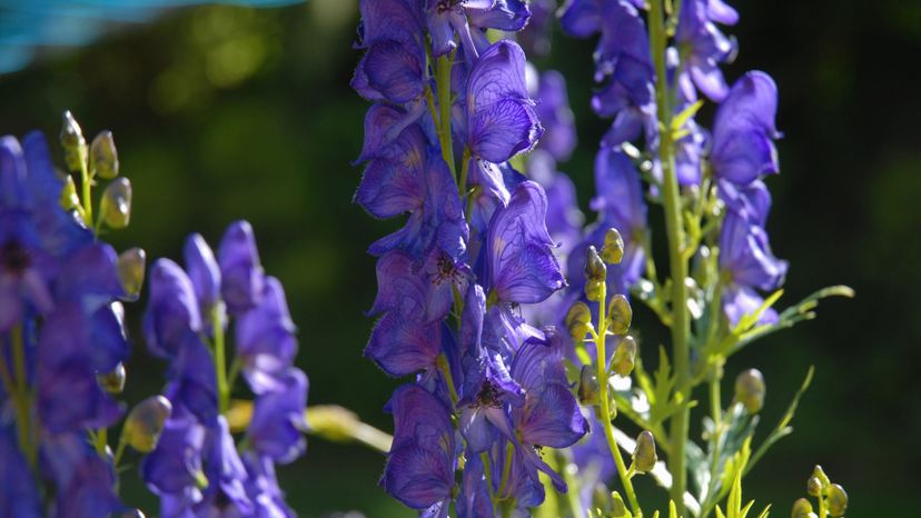 Monkshood