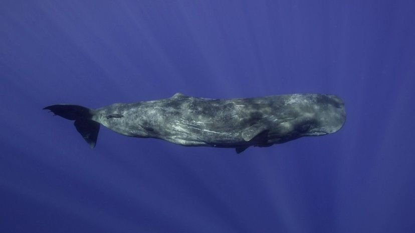 Sperm Whale