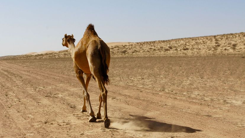 landscape-prairie-desert-camel-mammal-fauna-1283468-pxhere.com