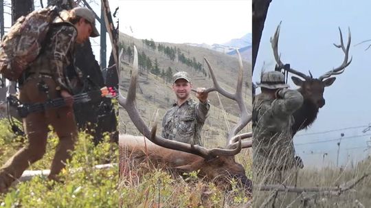 How Much Do You Know About Elk Hunting?
