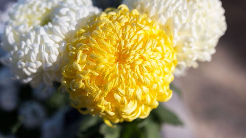 Chrysanthemum