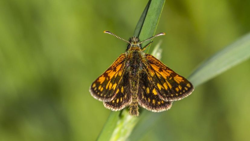 Arctic Skipper