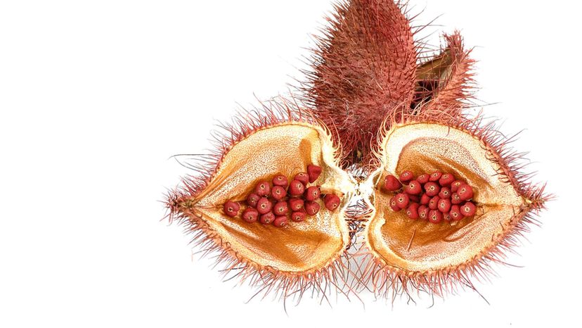 Annatto Seed