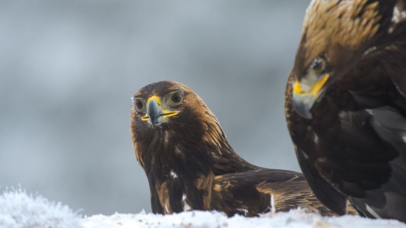 Golden Eagles