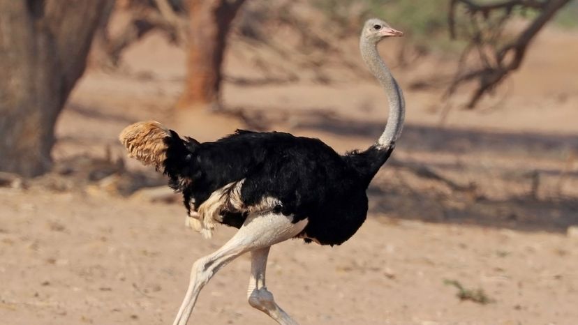 Common Ostrich