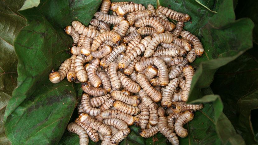 32 maggots GettyImages-129902915