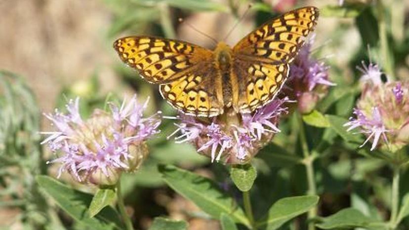 Egleis Fritillary