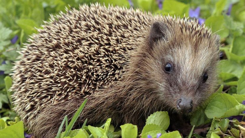 Western European Hedgehog